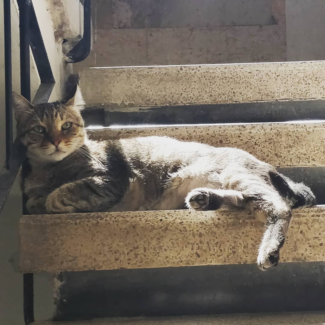Mitzi Miu