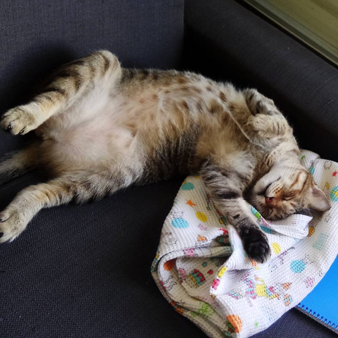 Mitzi Miu
